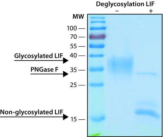 重组人白血病抑制因子Leukemia Inhibitory Factor LIF rLIF human recombinant