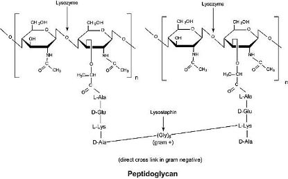 图片 溶菌酶来源于人，Lysozyme human；recombinant, expressed in rice, ≥100,000 units/mg protein, lyophilized powder