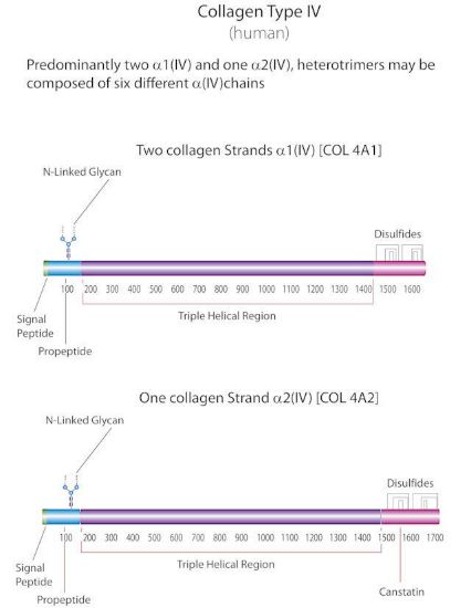 图片 胶原蛋白IV型来源于人类胎盘，Collagen from human placenta；Bornstein and Traub Type IV, powder, BioReagent, suitable for cell culture