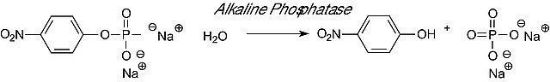 图片 碱性磷酸酶，Phosphatase, Alkaline from Escherichia coli；lyophilized powder, 30-60 units/mg protein (in glycine buffer)