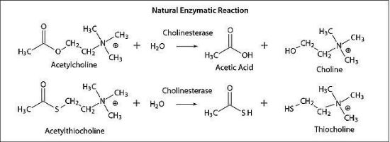 图片 乙酰胆碱酯酶来源于人类红细胞 [AChE]，Acetylcholinesterase from human erythrocytes；buffered aqueous solution, ≥500 units/mg protein (BCA)