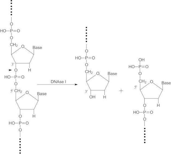 图片 脱氧核糖核酸酶I来源于牛胰腺，Deoxyribonuclease I from bovine pancreas [DNase I]；lyophilized powder, Protein ≥85 %, ≥400 Kunitz units/mg protein