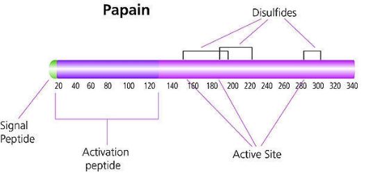 图片 木瓜蛋白酶来源于木瓜乳液，Papain from papaya latex [Papainase]；lyophilized powder, aseptically filled, ≥8.0 units/mg protein