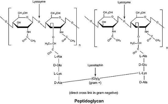 图片 溶菌酶来源于鸡蛋白，Lysozyme from chicken egg white；powder (crystalline), ~70000 U/mg