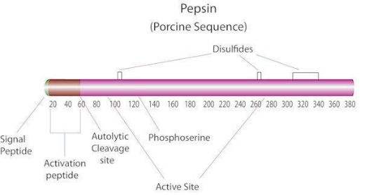 图片 胃蛋白酶来源于猪胃粘膜，Pepsin from porcine gastric mucosa；powder, slightly beige, ≥500 U/mg