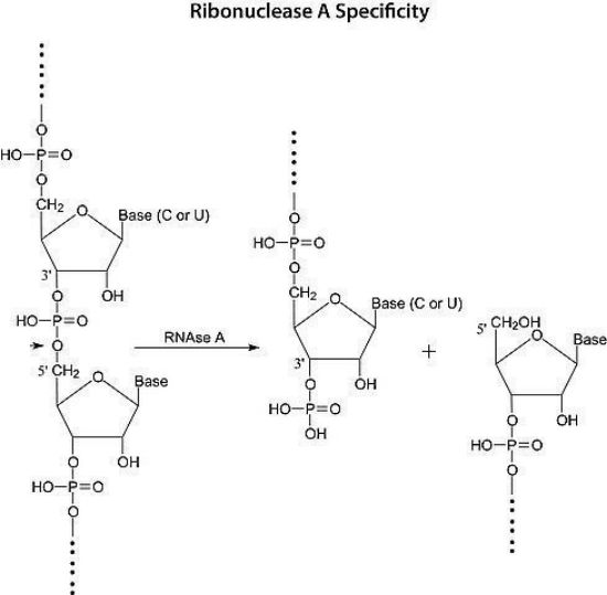 图片 核糖核酸酶A来源于牛胰腺 [RNA酶A]，Ribonuclease A from bovine pancreas [RNase A]；Type XII-A, ≥90% (SDS-PAGE), 75-125 Kunitz units/mg protein