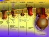 图片 细胞色素C来源于马心脏，Cytochrome c from equine heart；≥95% based on Mol. Wt. 12,384 basis