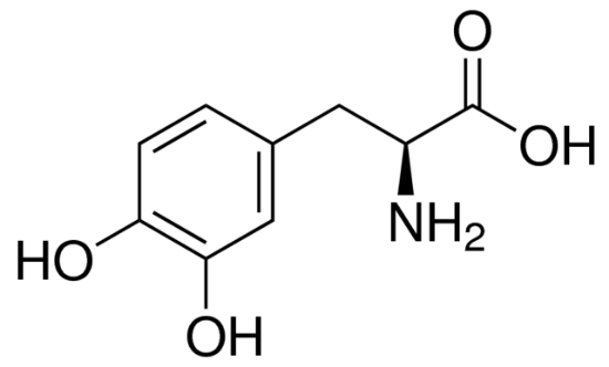 图片 左旋多巴，3,4-Dihydroxy-L-phenylalanine [L-DOPA]；≥98% (TLC)