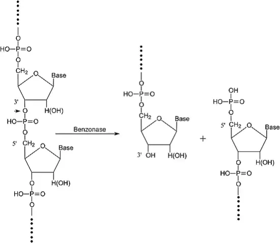 图片 Benzonase核酸酶，Benzonase® Nuclease；≥250 units/μL, ≥90% (SDS-PAGE), recombinant, expressed in E. coli, buffered aqueous glycerol solution