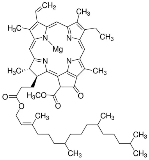 图片 叶绿素a，Chlorophyll a；from Anacystis nidulans algae