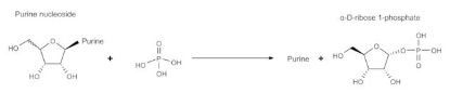 图片 核苷磷酸化酶来源于细菌，Nucleoside Phosphorylase bacterial [PNP]；recombinant, expressed in E. coli, ≥10 units/mg protein