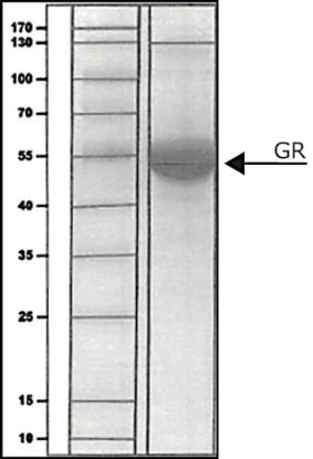 图片 谷胱甘肽还原酶来源于人，Glutathione Reductase human [hGR, GLR1]；buffered aqueous solution, ≥10 units/mg protein, recombinant, expressed in E. coli