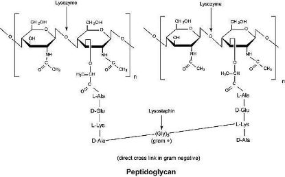 图片 溶菌酶来源于鸡蛋白，Lysozyme from chicken egg white；VETRANAL®, analytical standard, 8000-120000 U/mg