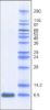 图片 抑肽酶来源于牛肺，Aprotinin from bovine lung [BPTI]；recombinant, expressed in Nicotiana (tobacco), ≥5 TIU/mg protein, ≥98% (SDS-PAGE)