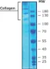 图片 胶原蛋白IV型来源于人类胎盘，Collagen from human placenta；Bornstein and Traub Type IV, powder, BioReagent, suitable for cell culture