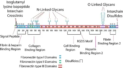 图片 人血浆纤维连接蛋白 [人纤连蛋白]，Fibronectin human plasma [FN]；lyophilized powder, BioReagent, suitable for cell culture, ≥85% (SDS-PAGE)