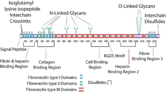 图片 纤连蛋白片段III1-C 人 [人纤维连接蛋白]，Fibronectin Fragment III1-C human [FF III1-C]；recombinant, expressed in E. coli, lyophilized powder