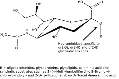 图片 神经氨酸酶来源于产气荚膜梭菌(韦氏梭菌)，Neuraminidase from Clostridium perfringens (C. welchii)；Type VI, lyophilized powder, 6-15 units/mg protein (using 4MU-NANA), 2-10 units/mg protein (mucin)