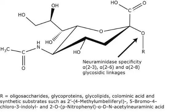 图片 神经氨酸酶来源于产气荚膜梭菌(韦氏梭菌)，Neuraminidase from Clostridium perfringens (C. welchii)；Type VI, lyophilized powder, 6-15 units/mg protein (using 4MU-NANA), 2-10 units/mg protein (mucin)