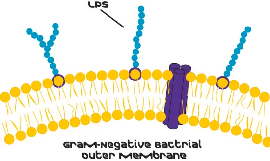 图片 脂多糖来源于绿脓假单胞菌10；Lipopolysaccharides from Pseudomonas aeruginosa 10 [LPS]；purified by gel-filtration chromatography